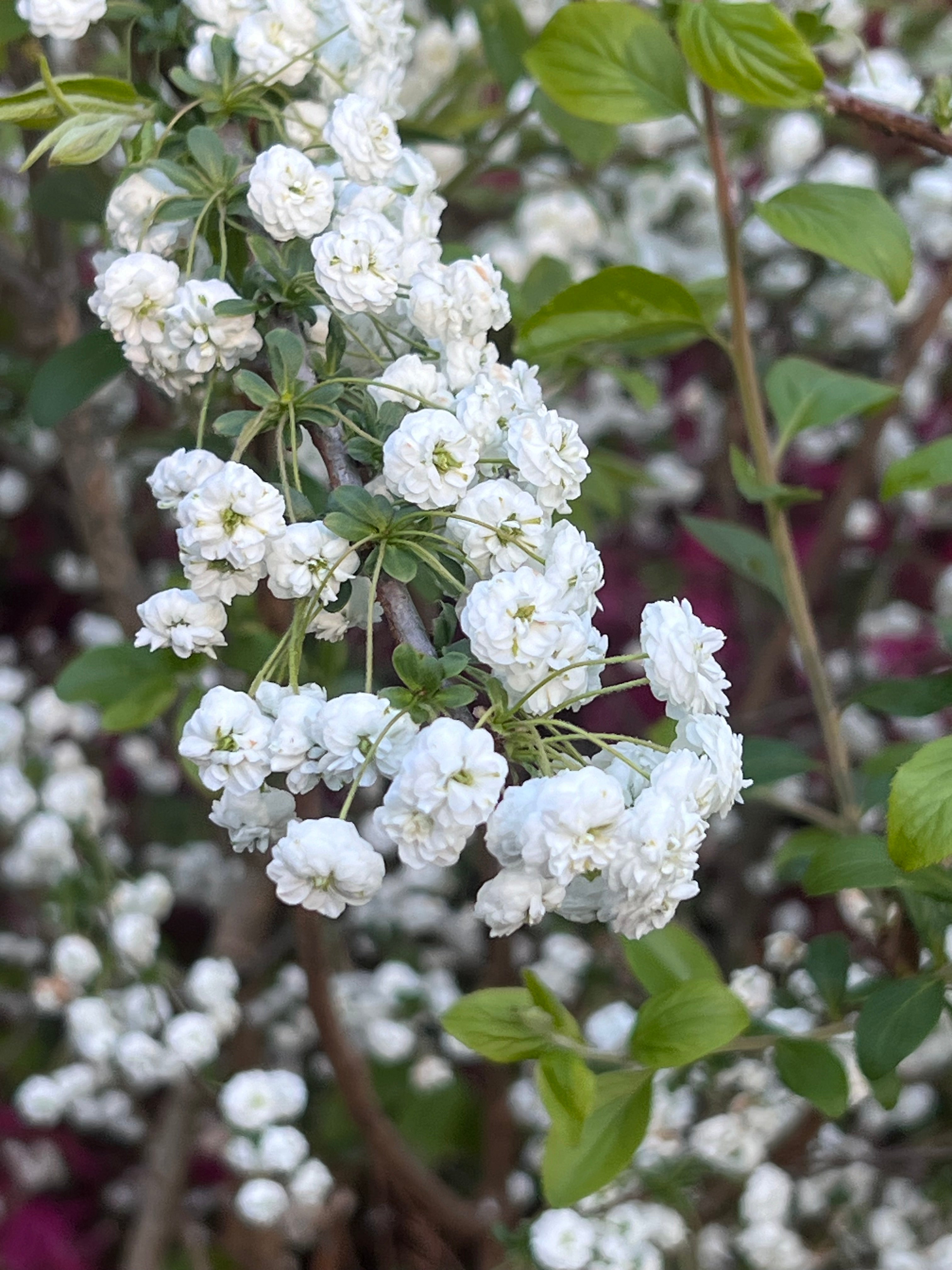 Spirea Prunifolia