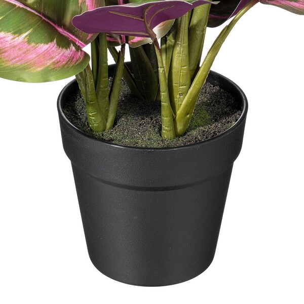 Vickerman 16 Calathea Roseopicta in Black Pot.