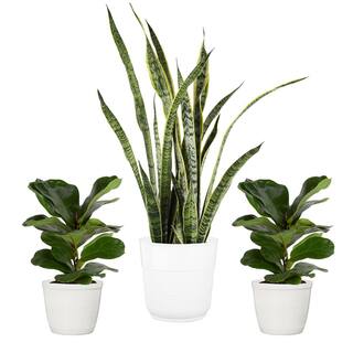 Vigoro 10 in. Sansevieria and (2) 6 in. Lyrata Bush Plant in White Decor Planter (3 Pack) ML-SLY-S-VPW-03