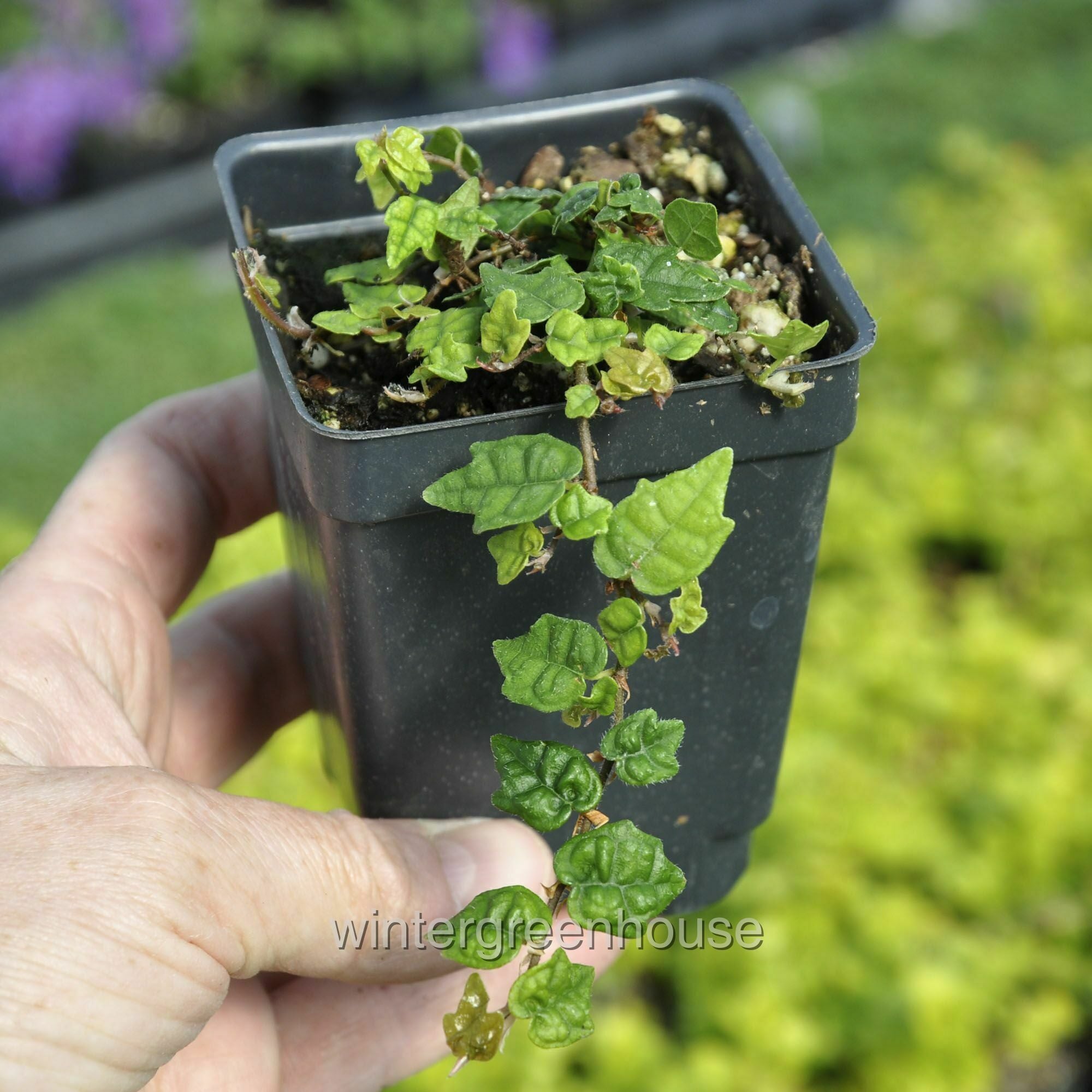 Ficus Pumila， Quercifolia Minima， Tiny Oak Leaf Creeping Fig - Pot Size: 3