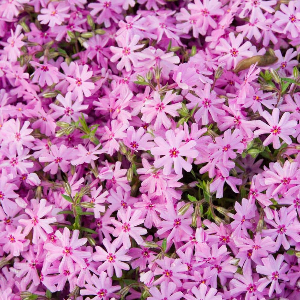 Spring Hill Nurseries Pink Emerald Creeping Phlox Dormant Bare Root Perennial Groundcover Plants (2-Pack) 09023