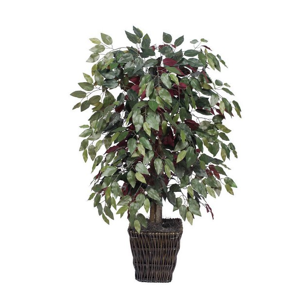 Capensia Bush In Square Willow Container (48