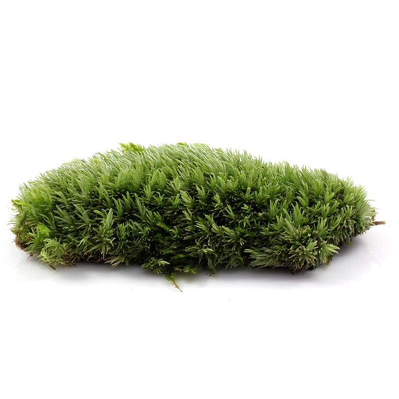 1Pcs Green Artificial Fake Moss Coral Stone Model Grass Plant Potted Micro Landscape Fairy Garden Aquarium Ornament Decoration