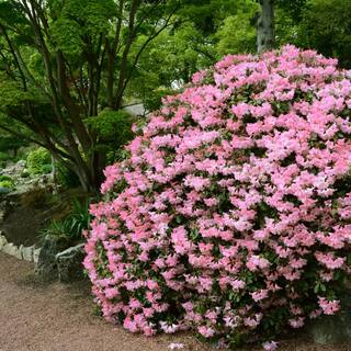 national PLANT NETWORK 2.5 qt. Azalea Watchet Flowering Shrub with Pink Blooms HD7044