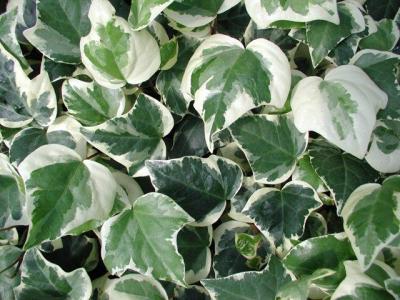 Classy Groundcovers - Variegated Algerian Ivy 'Glorie'， 'Variegata'， Canary Island Ivy， North African Ivy， Madeira Ivy {25 Pots - 3 1/2 inch Square}