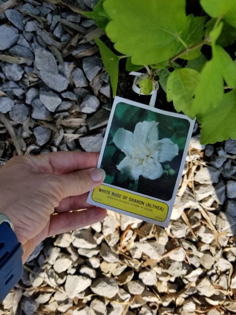 3 White Rose Of Sharon (Althea) in 2.5 inch pot