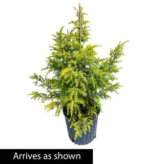 Spring Hill Nurseries 2.25 Gal. Pot Gold Cone Upright Juniper Shrub Live Potted Evergreen Plant (1-Pack) 92341