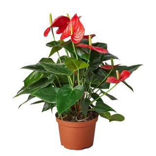 Red (Anthurium) Plant in 6 in. Grower Pot 6_ANTHURIUM_RED