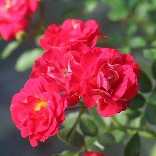 Drift 3 Gal. Red Drift Rose Bush with Red Flowers (2-Pack) THD00085