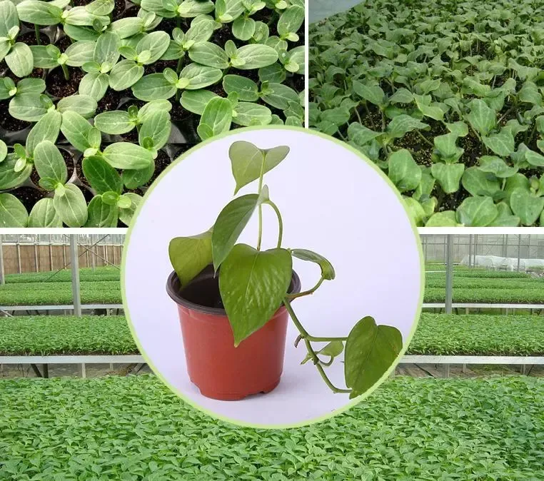 Home Garden Supplies Multiple Sizes Nursery Succulents Planter Transplant Double Colour Durable Plastic Flower Pot F213 1