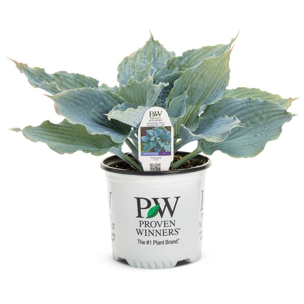 PROVEN WINNERS 1 Gal. Shadowland Diamond Lake (Hosta) Live Plant Purple Flowers with Blue Foliage HOSPWP2096102