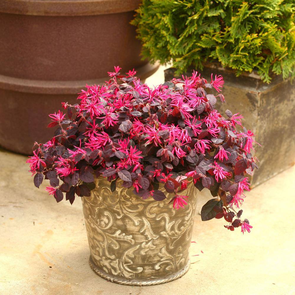 PROVEN WINNERS 2 Gal. Jazz Hands Pink Loropetalum Shrub with Cool Purple Foliage 13912