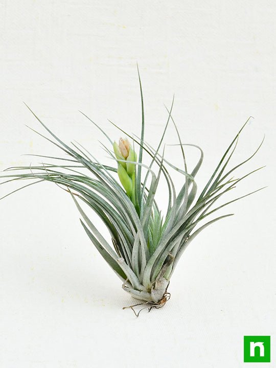 Air Plant, Tillandsia Cotton King - Plant