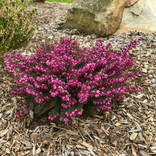 BELL NURSERY 1 Gal. Kramer's Red Winter Heather Live Evergreen Shrub with Magenta-Red Flowers HEATH1RED1PK