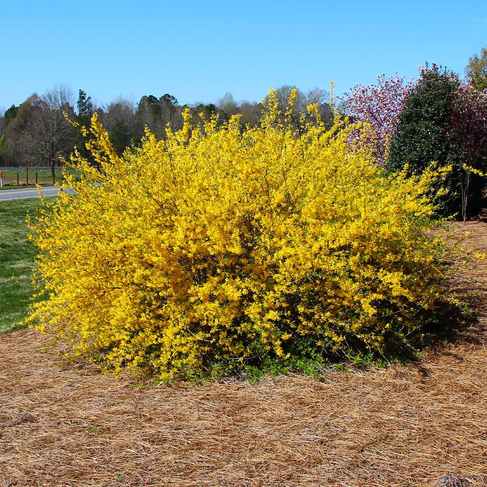 Lynwood Gold Forsythia Shrub - Full to Partial Sunlight