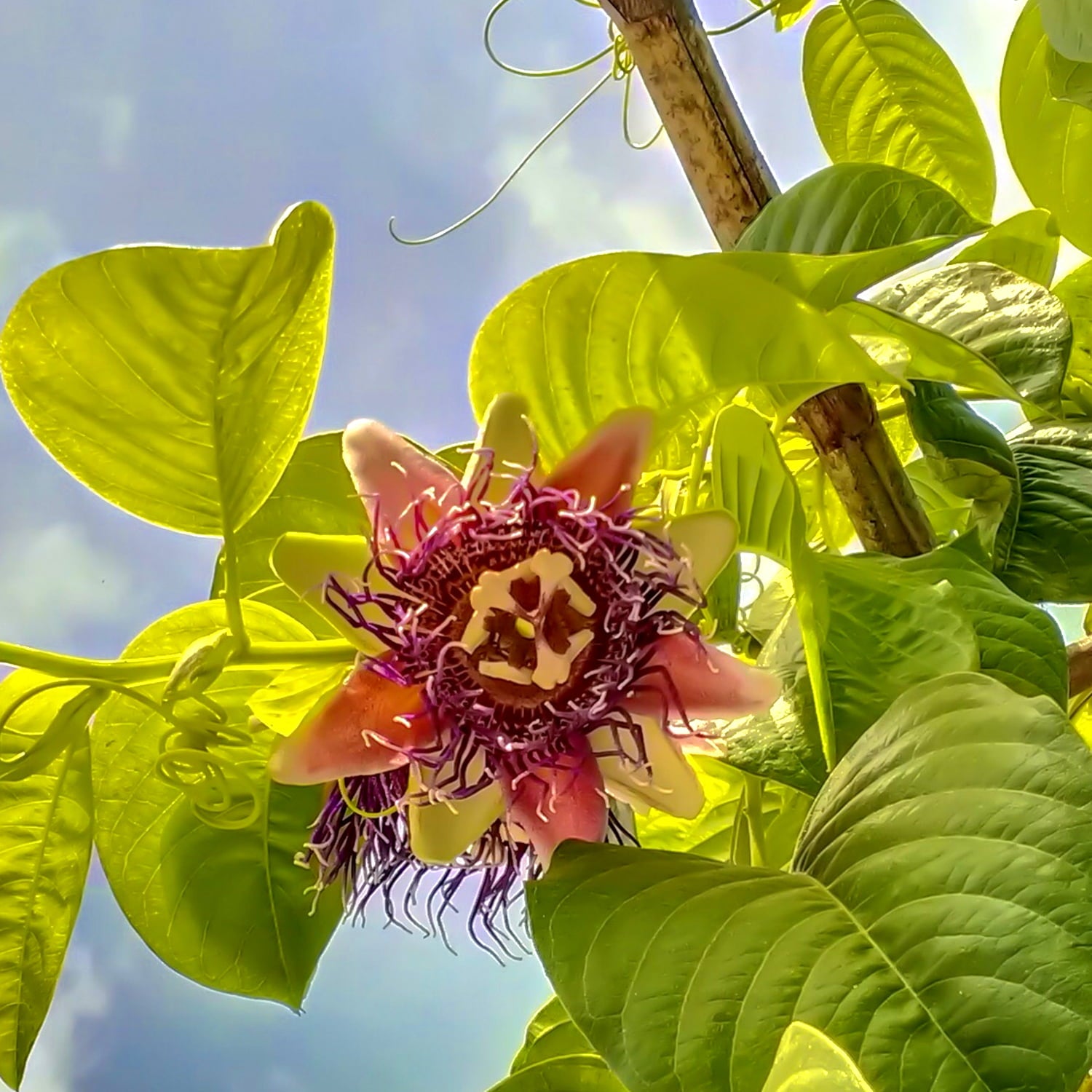 Granadilla Passion Fruit Vine - Passiflora quadrangularis - Live Plant