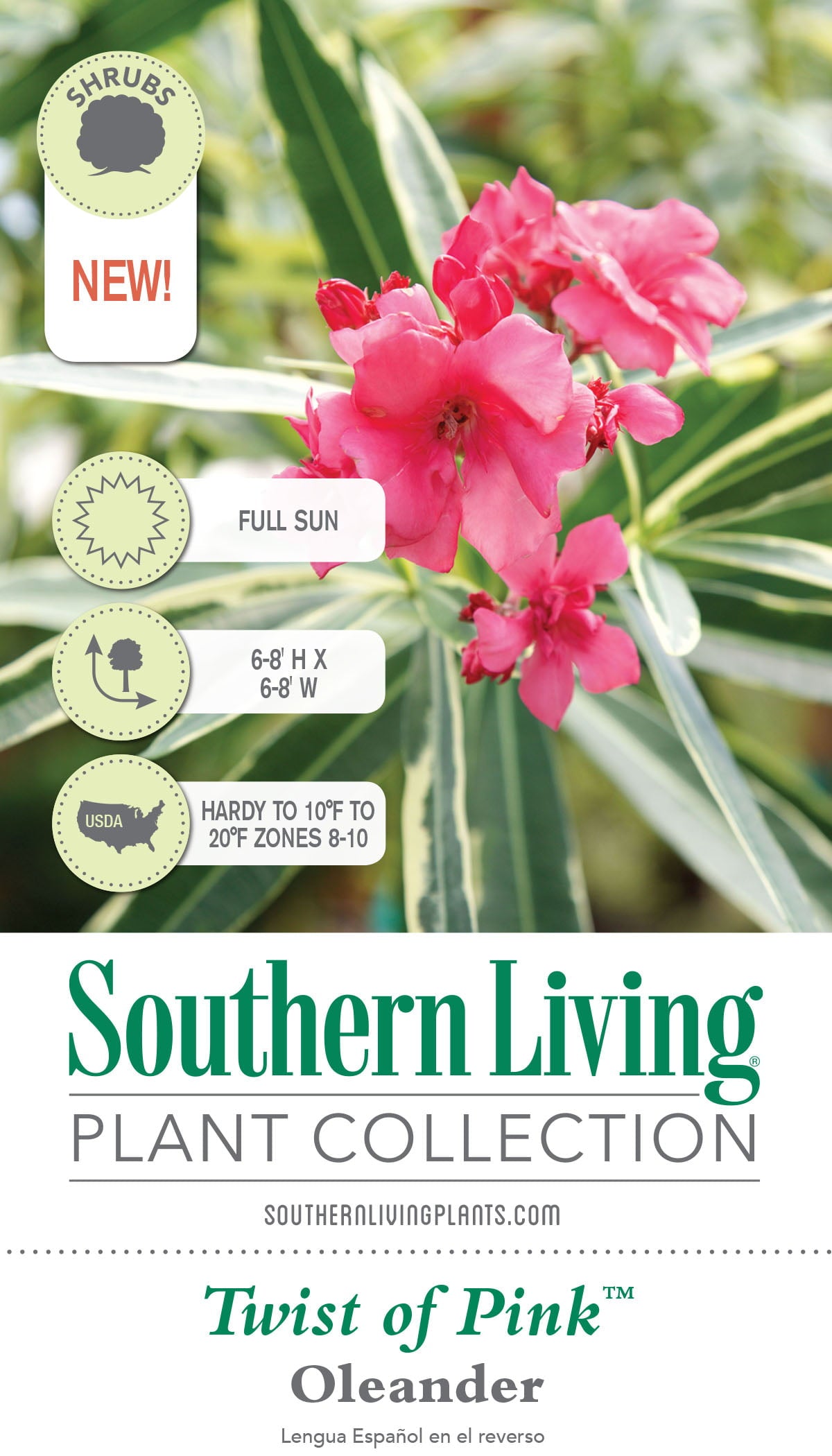 Twist of Pink Variegated Oleander (2 Gallon) Flowering Evergreen Shrub with Pink Blooms - Full Sun Live Outdoor Plant - Southern Living Plant Collection