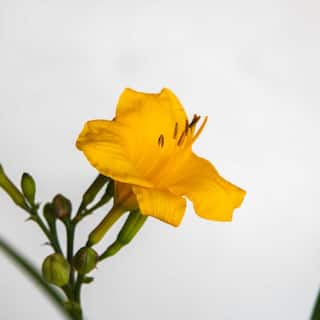 SOUTHERN LIVING 2.5 Qt. Evergreen Stella Golden-Yellow Live Perennial Daylily Plant Fragrant and Trumpet-Shaped Flowers 2499Q