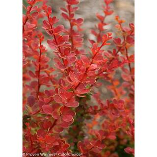 PROVEN WINNERS 4.5 in. qt. Sunjoy Tangelo Barberry (Berberis) Live Shrub Orange and Green Foliage BEBPRC1067800