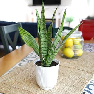 ALTMAN PLANTS Decorative Snake Plant Gift (Sansevieria Zeylanica) Variegated Houseplant in 4.25 in. White Pot 0873205