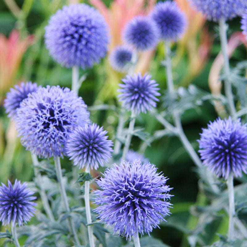 Veitch's Blue Globe Thistle