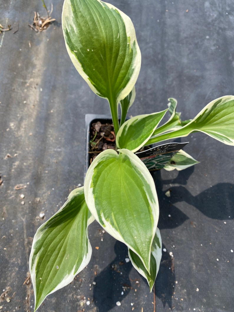 3 Patriot Hosta Plants in 3.5 inch cups