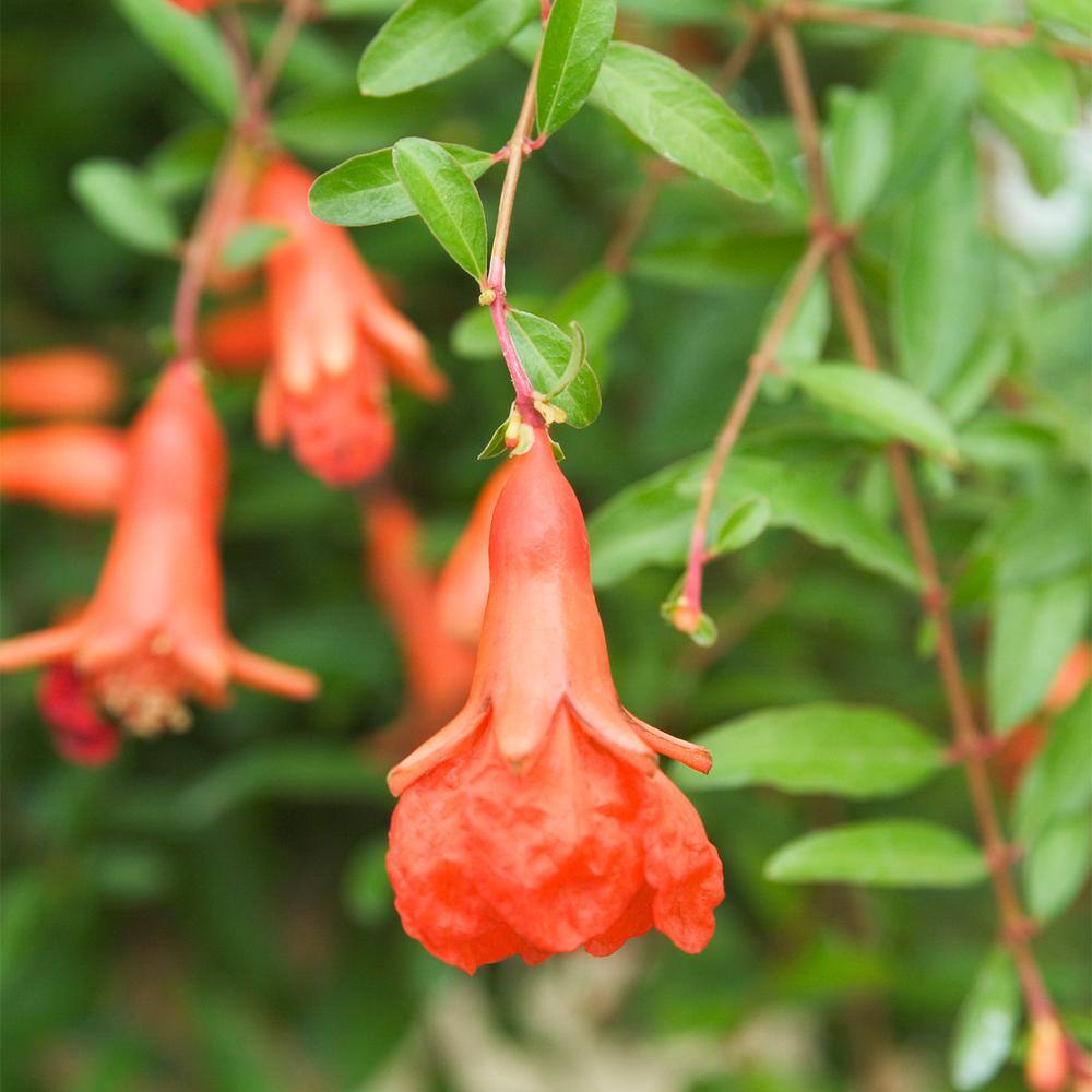 Gurney's Dwarf Pomegranate Starter Fruit Tree (1-Pack) 83896