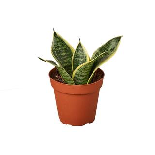 Snake Plant Laurentii Dwarf (Sansevieria Hahnii) Plant in 4 in. Grower Pot 4_SNAKE_OCEAN.STAR