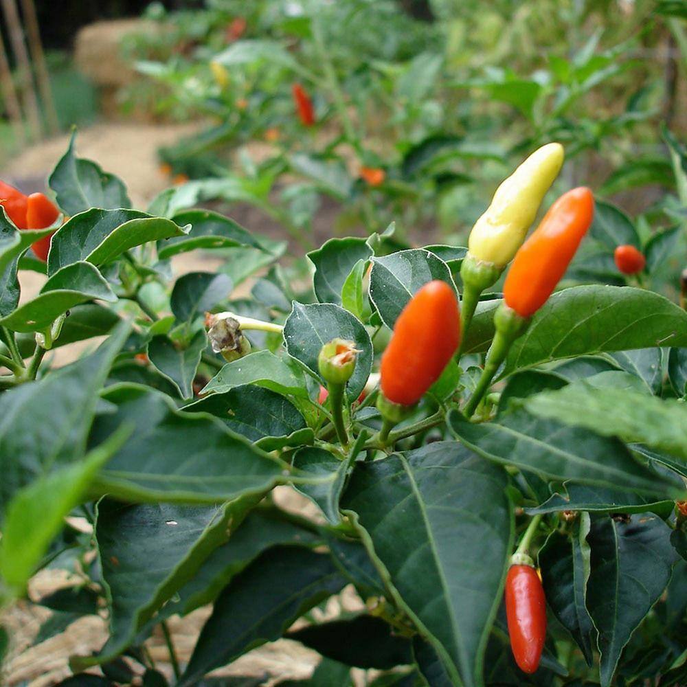 Bonnie Plants 19 oz. Tobasco Hot Pepper Plant 1003800769