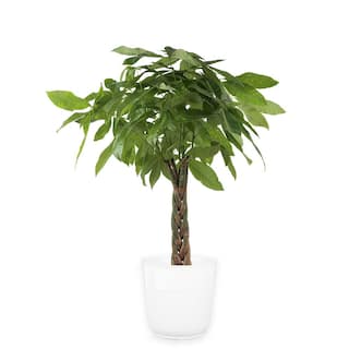 Costa Farms Pachira Braid Indoor Money Tree Plant in 10 in. Paradise Planter Avg. Shipping Height 3-4 ft. Tall CO.3.PCH10.PARWHT