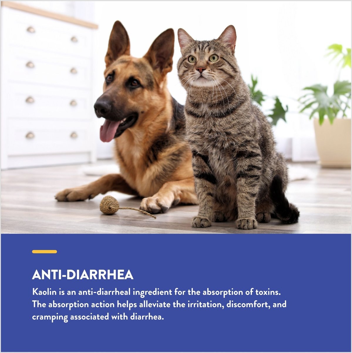 NaturVet Homeopathic Medicine for Digestive Issues and Diarrhea for Cats and Dogs