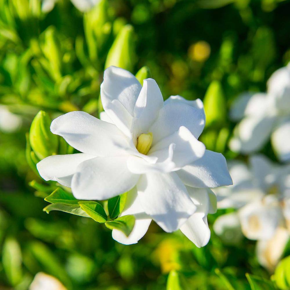 1 Gal. Frostproof Flowering Gardenia Shrub (2-Pack) THD00025