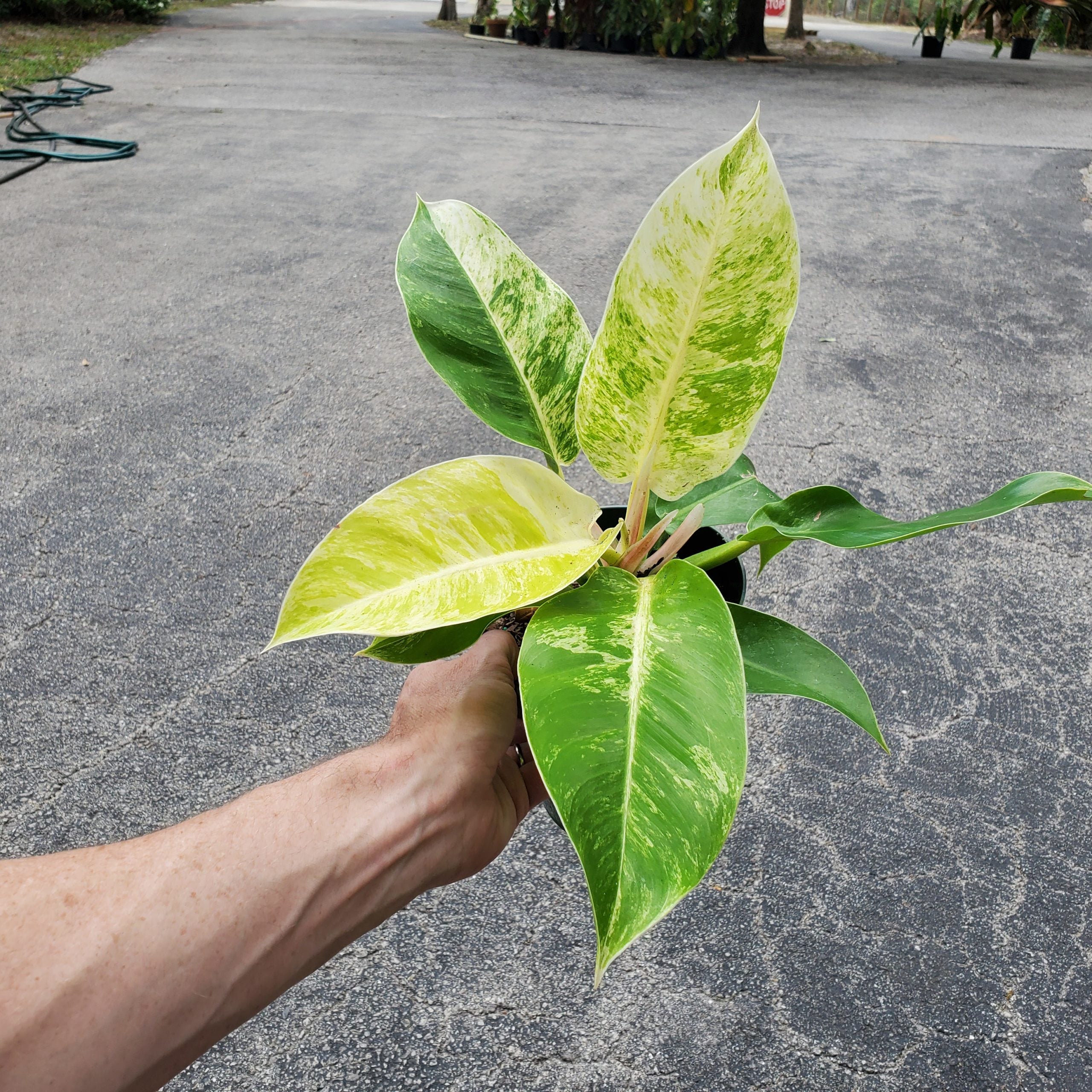 Philodendron Moonlight - Live Plant in a 4 inch Growers Pot - Philodendron 'Moonlight' - Extremely Rare Indoor Air Purifying Houseplant