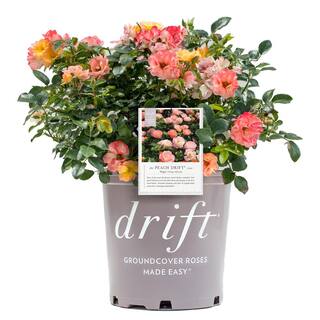 Drift 2 Gal. Peach Drift Rose Bush with Pink-Orange Flowers 13194