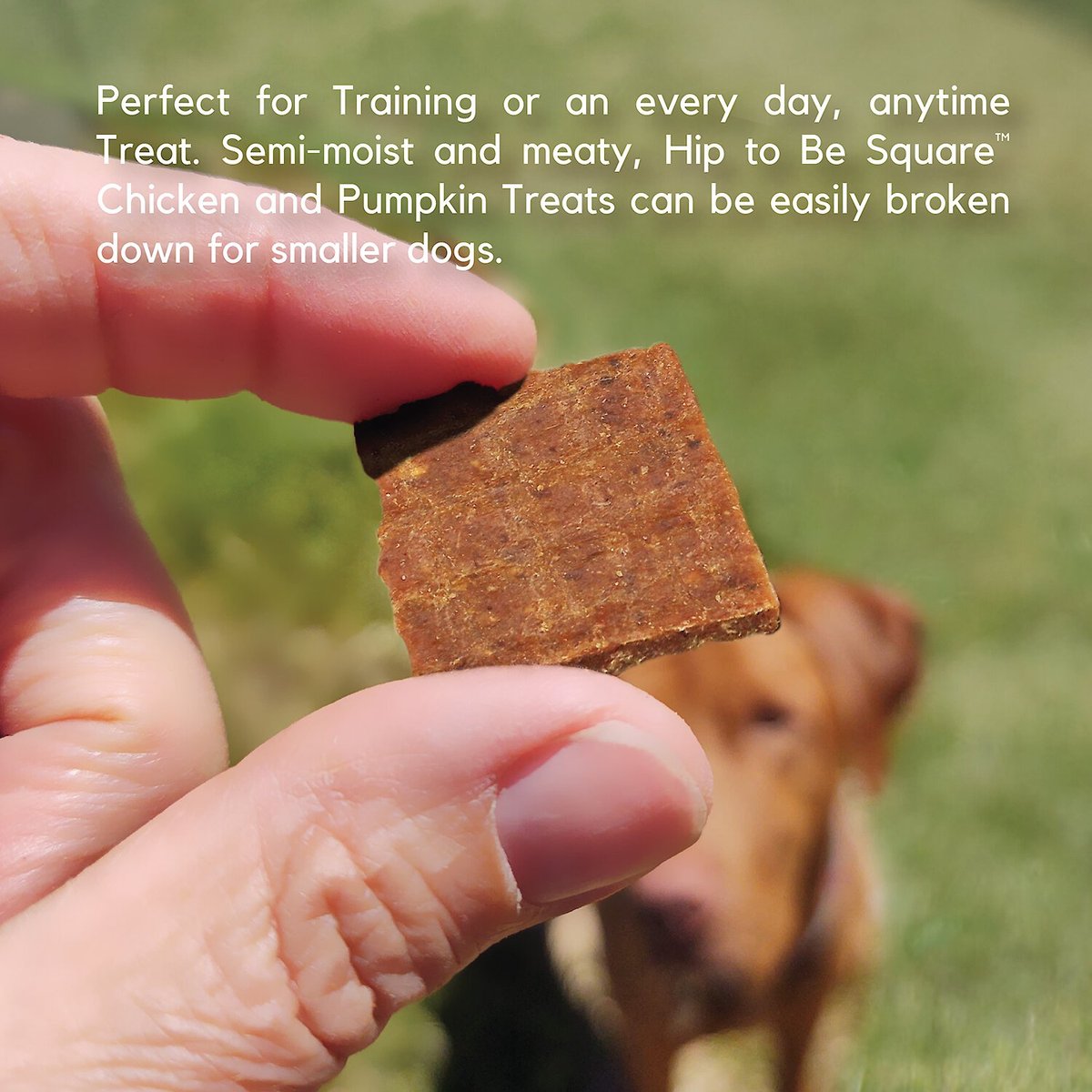 Lucy Pet Products Hip To Be Square Chicken and Pumpkin Formula Grain-Free Dog Treats