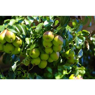 Online Orchards Dwarf Seckel Sugar Pear Tree - Perfectly Snack-Sized Tiny Sweet Pears (Bare-Root 3 ft. to 4 ft. Tall 2-Years Old) FTPR006