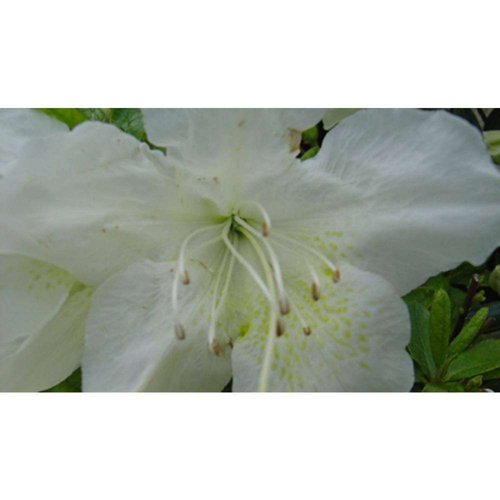 national PLANT NETWORK 2.5 Qt. Pleasant White Azalea Plant with White Blooms HD7614