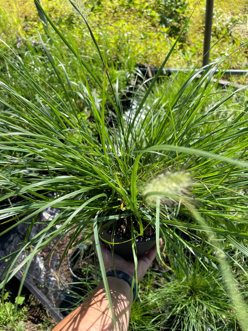 Little Bunny Grass Pennisetum Miniature Fountain Grass in a 1 Gallon Pot