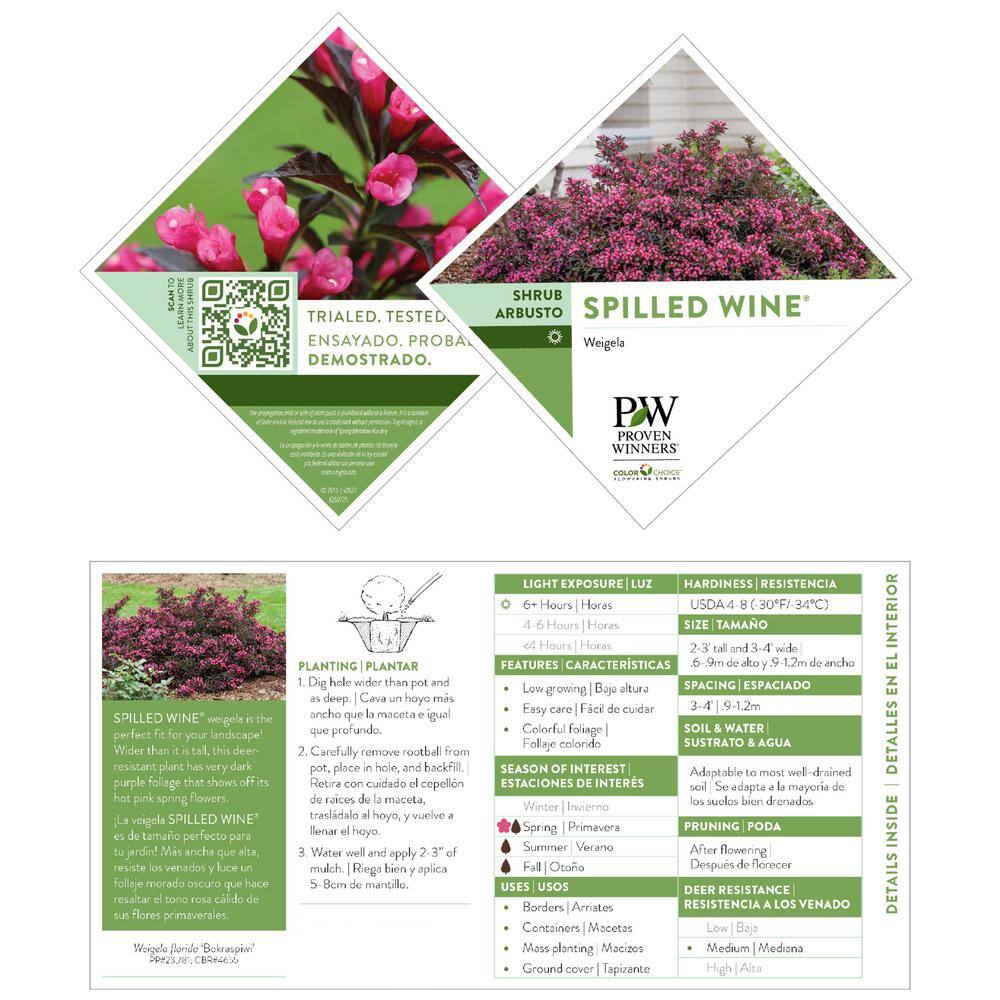 PROVEN WINNERS 2 Gal. Spilled Wine Weigela Shrub with Bright Pink Flowers and Deep Purple Foliage 14716