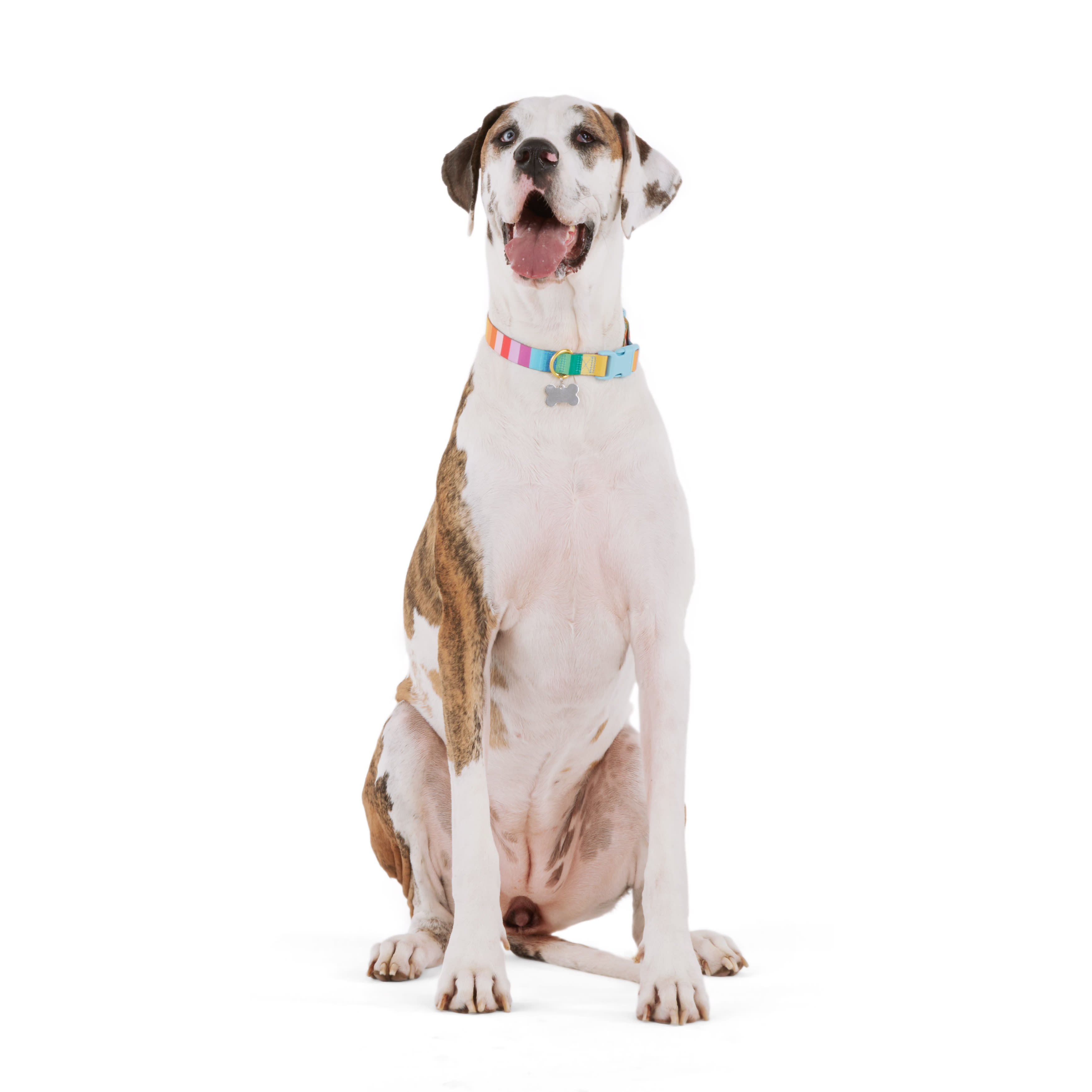 YOULY Rainbow Stripe Dog Collar， X-Small/Small