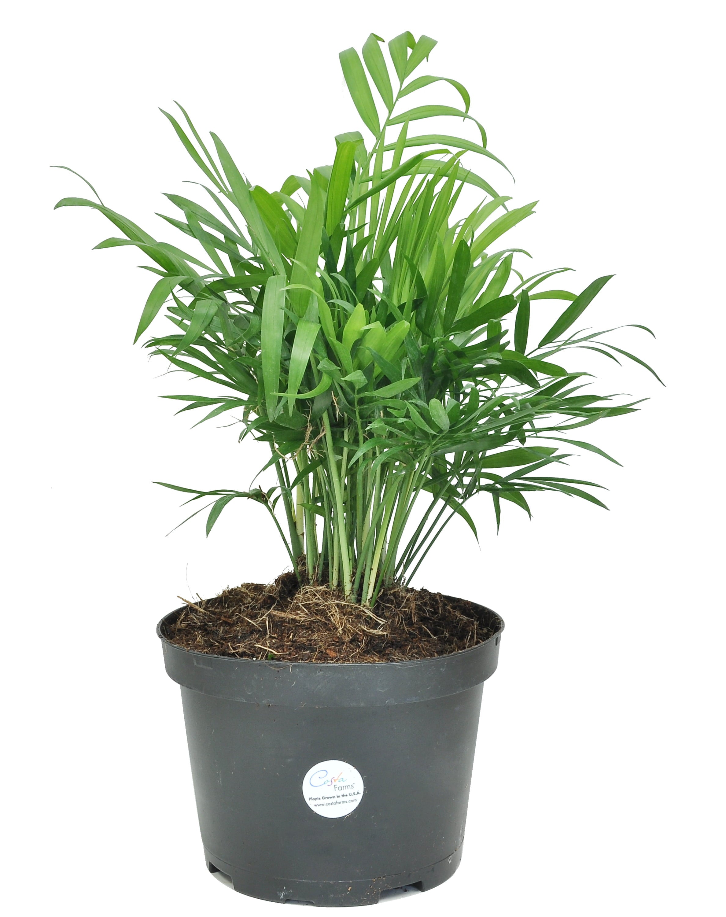 Costa Farms  Live Indoor 12in. Tall Green Parlor Palm Tree; Bright， Indirect Sunlight Plant in 6in. Grower Pot