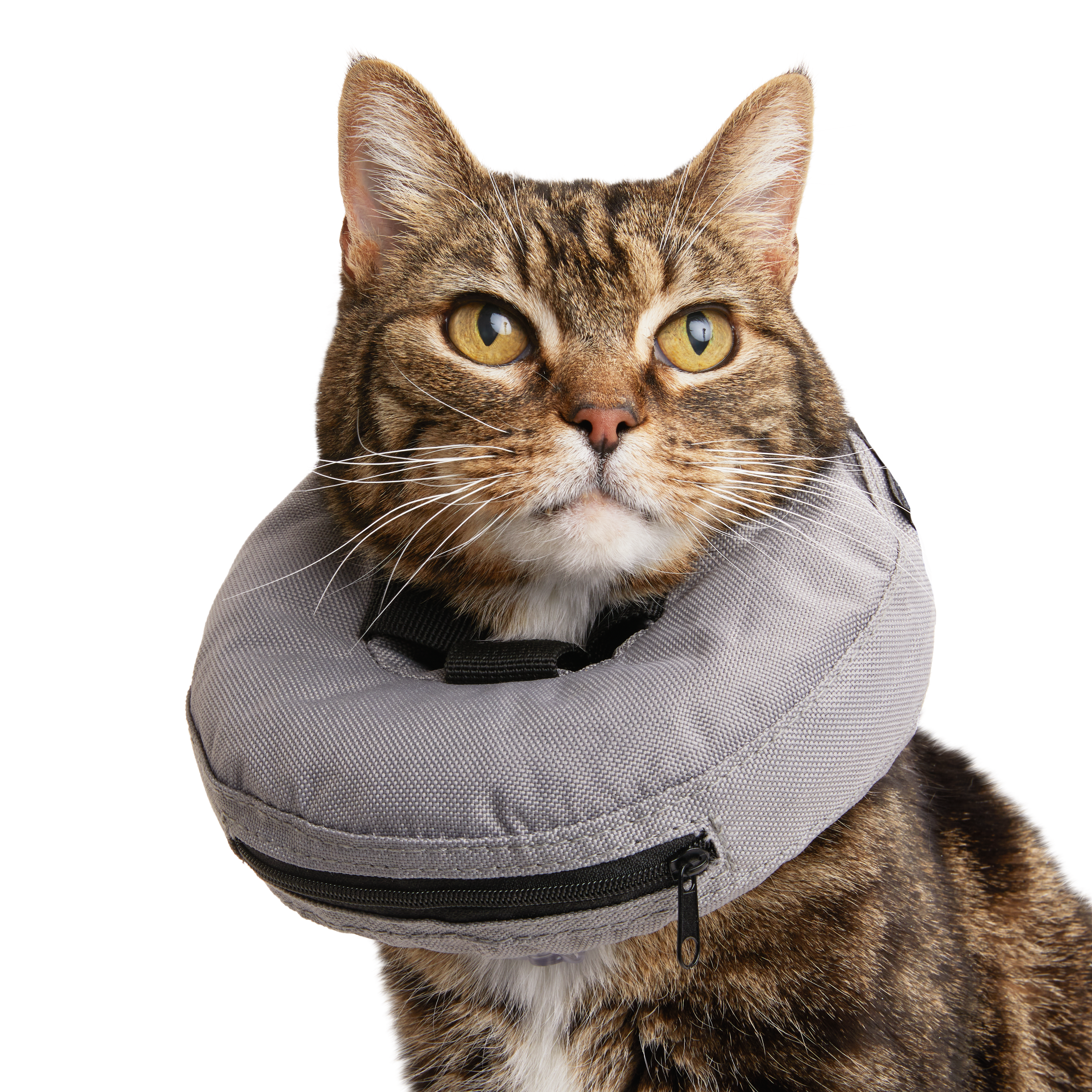 Well  Good Inflatable Recovery Cat Collar