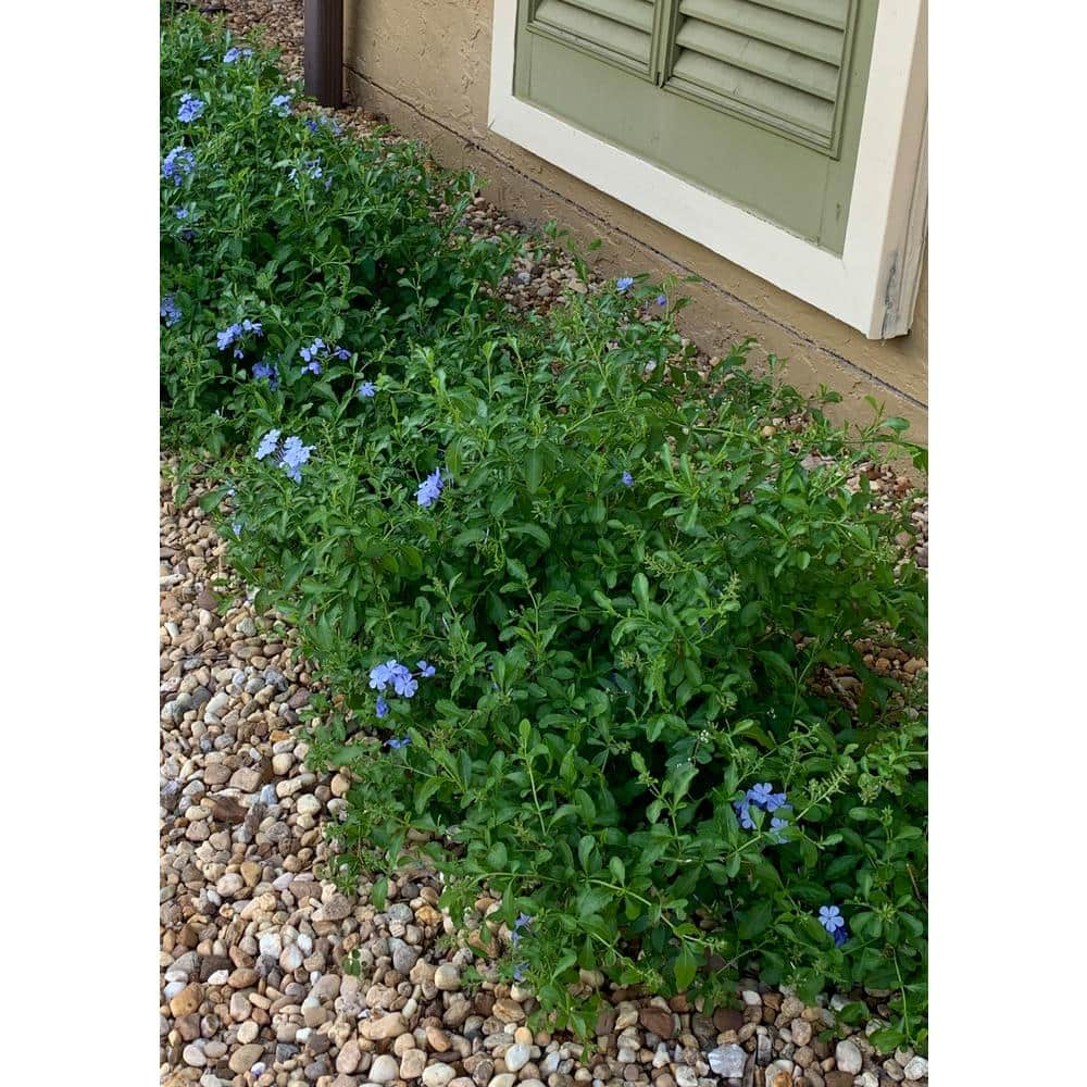 OnlinePlantCenter 3 Gal. Plumbago Imperial Blue Flowering Shrub with Blue Flowers PIB157G3