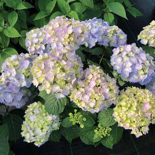 PROVEN WINNERS 1 Gal. Let's Dance Sky View Reblooming Hydrangea (Macrophylla) Live Plant Shrub Blue or Pink Flower HYDPRC2566101