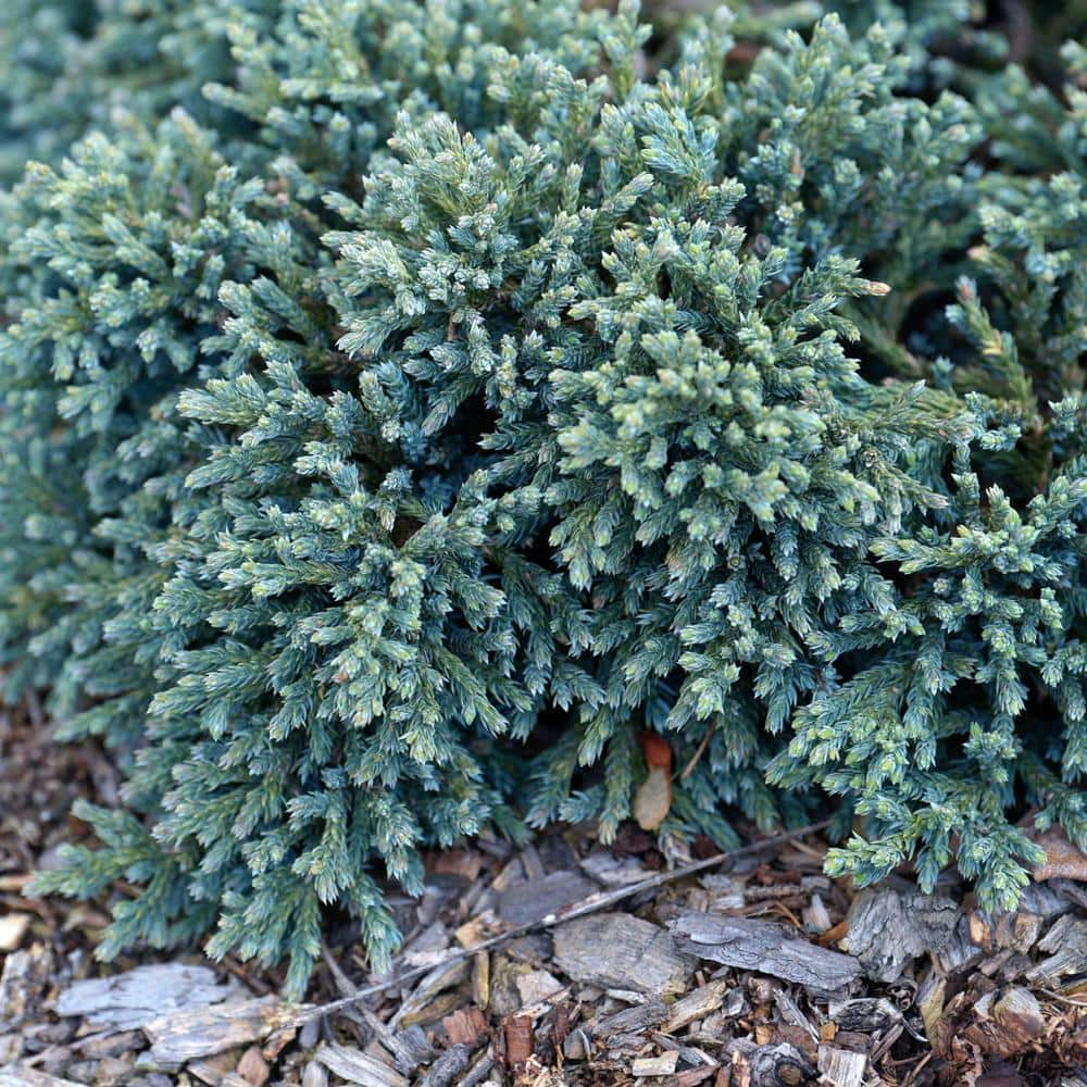 BELL NURSERY 1 Gal. Blue Star Juniper Live Evergreen shrub (1-Pack) JUNIP1BLU1PK