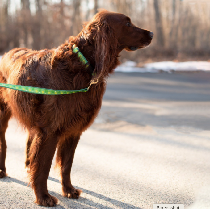 Collar | Shamrock