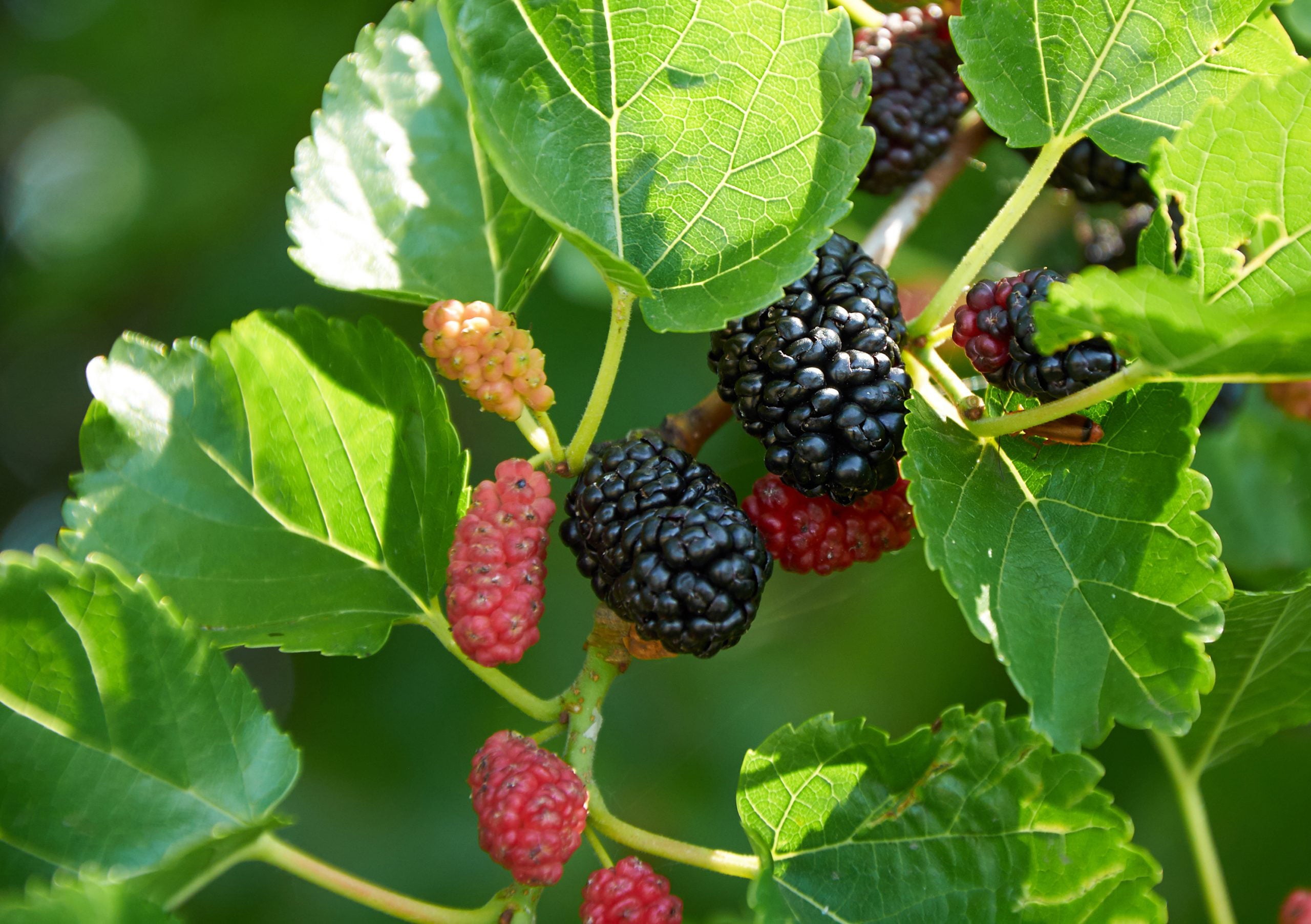 Everbearing Mulberry Tree - Live Plant in a 6 inch Pot - Edible Fruit Tree for The Patio and Garden