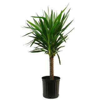 Costa Farms Yucca Cane Indoor Plant in 8.75 Grower Pot Avg. Shipping Height 2-3 ft. Tall 10YC1