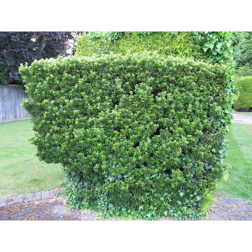 Online Orchards 1 Gal. Evergreen Wintercreeper Euonymus Shrub Evergreen Glossy and Lustrous Leaves also Drought and Cold Tolerant SBEU002