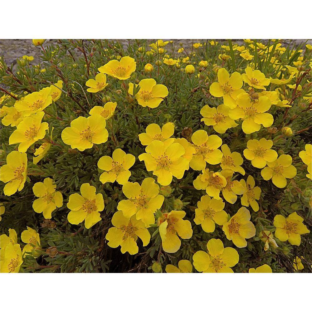 Online Orchards 1 Gal. Gold Drop Potentilla Shrub Beautiful Dwarf Shrub Lights Up with Profuse Golden Blossoms SBPT001